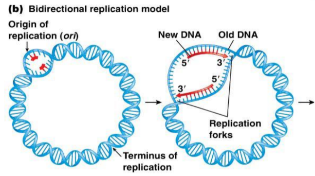 <p>Origin of replication</p>