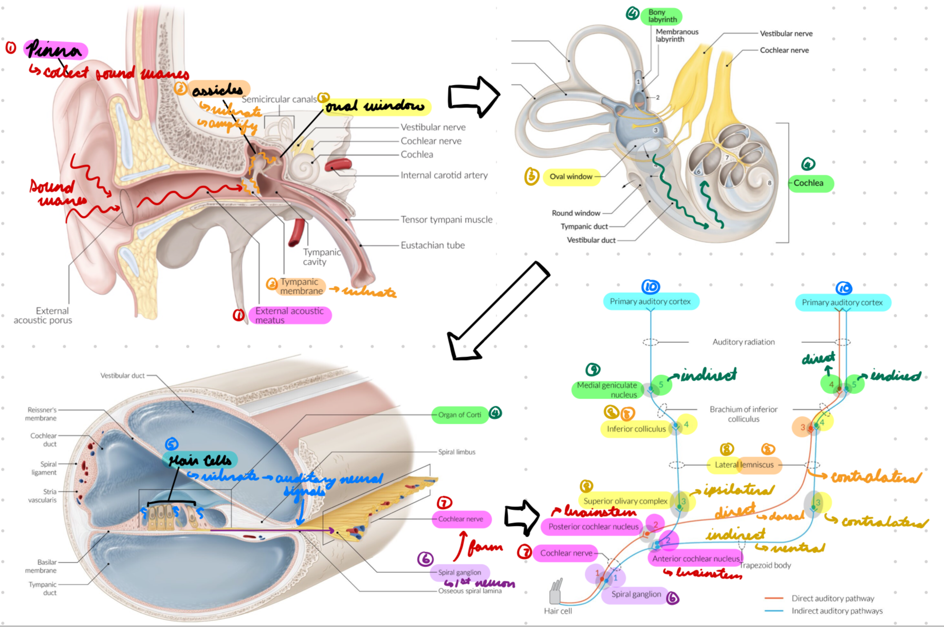 <ol><li><p>Sound waves collected into outer ear by pinna → Pass through external auditory meatus</p></li><li><p>Sound waves vibrate tympanic membrane = Transmit vibrations to ossicles (malleus → incus → stapes)</p></li></ol><ul><li><p>Ossicles amplify vibrations</p></li></ul><ol start="3"><li><p>Stapes transmit vibrations to oval window</p></li><li><p>Vibrations enter osseous labyrinth → Cochlea → Organ of Corti</p></li><li><p>Hair cells in organ of Corti vibrate = Transform into auditory neural signals</p></li><li><p>Signals transmitted to bipolar neurons (spiral ganglion)</p></li></ol><ul><li><p>1st order neuron</p></li></ul><ol start="7"><li><p>Bipolar neurons form cochlear nerve (part of vestibulocochlear nerve)</p></li></ol><ul><li><p>Synpase with ventral + dorsal cochlear nuclei (brainstem)</p></li><li><p>2nd order neuron</p></li></ul><ol start="8"><li><p>2 pathways:</p></li></ol><ul><li><p>Direct: Dorsal cochlear nucleus neurons join contralateral lateral lemniscus → Inferior colliculus</p><ul><li><p>3rd order neuron</p></li></ul></li><li><p>Indirect:</p><ul><li><p>Ventral cochlear nucleus neurons synapse with ipsilateral + contralateral superior olivary nucleus</p><ul><li><p>3rd order neuron</p></li></ul></li><li><p>Superior olivary nucleus → Lateral lemniscus + synapse on inferior colliculus</p><ul><li><p>4th order neuron</p></li></ul></li></ul></li></ul><ol start="9"><li><p>Inferior colliculus neurons synapse with medial geniculate body cells</p></li></ol><ul><li><p>4th (direct) + 5th (indirect) order neuron</p></li></ul><ol start="10"><li><p>Medial geniculate body neurons → Primary auditory cortex</p></li></ol><p></p>