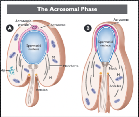 <ul><li><p>spermatic elongates</p></li><li><p>acrosome coves most of antirior nucelus</p></li><li><p>manchette forms - some microtubules will be postnuclear cap</p></li><li><p>neck and annulus form</p></li><li><p>plasma membrane surounds all</p></li></ul><p></p>