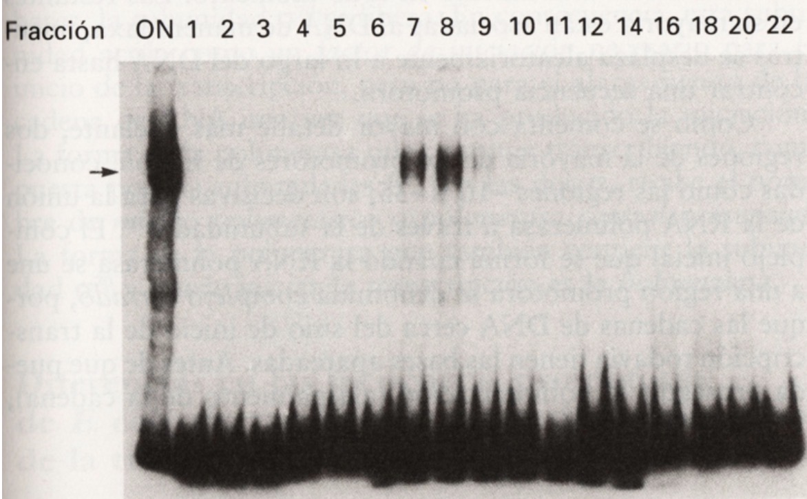 <p><span><span>En este ensayo (gel de acrilamida hibridado con sonda), la unión al ADN se puede estudiar...</span></span></p>