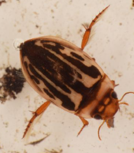 <p>Adult - excellent swimmers; streamlined (more or less oval shaped); legs adapted for swimming (move like oars); hold end of abdomen up to surface when taking on air; some species can be large; hind legs often held out to side when at rest</p><p>Larva - 2 tails (caudal cerci); well developed jaws (pincer-like)</p>