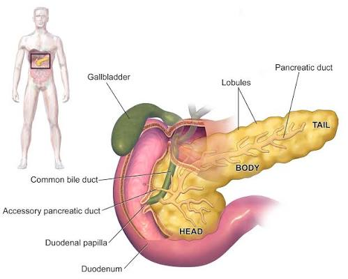 <p>define acute pancreatitis</p>