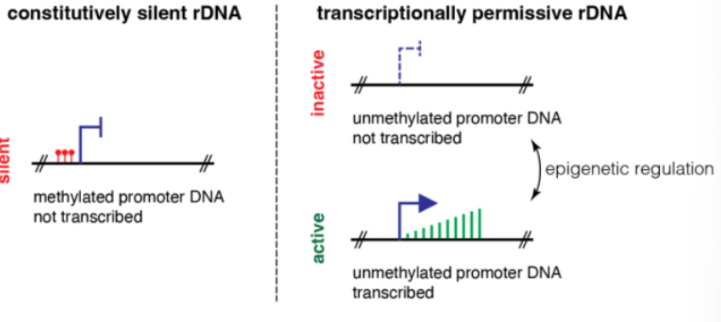 heterochromatin (condensed, methylation, histone deacetylation), NoRC important, only upon differentiation (does not occur in ESCs)