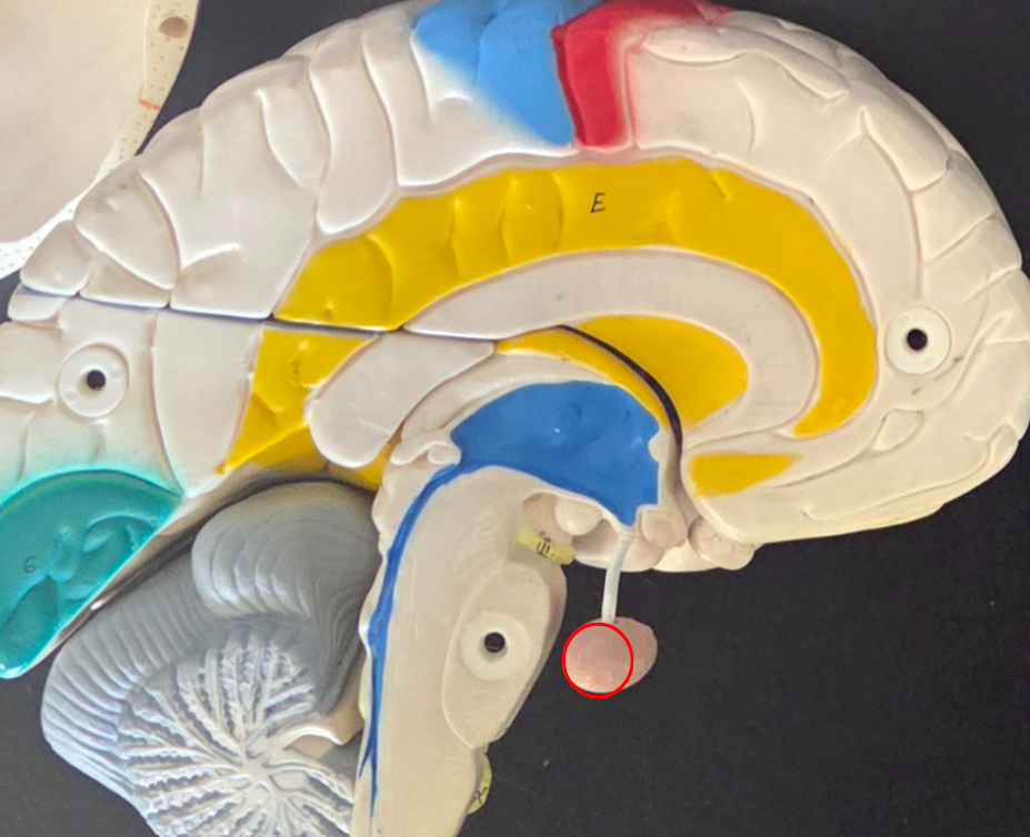 <p>Anterior pituitary (on model and microscopy!!!) </p>