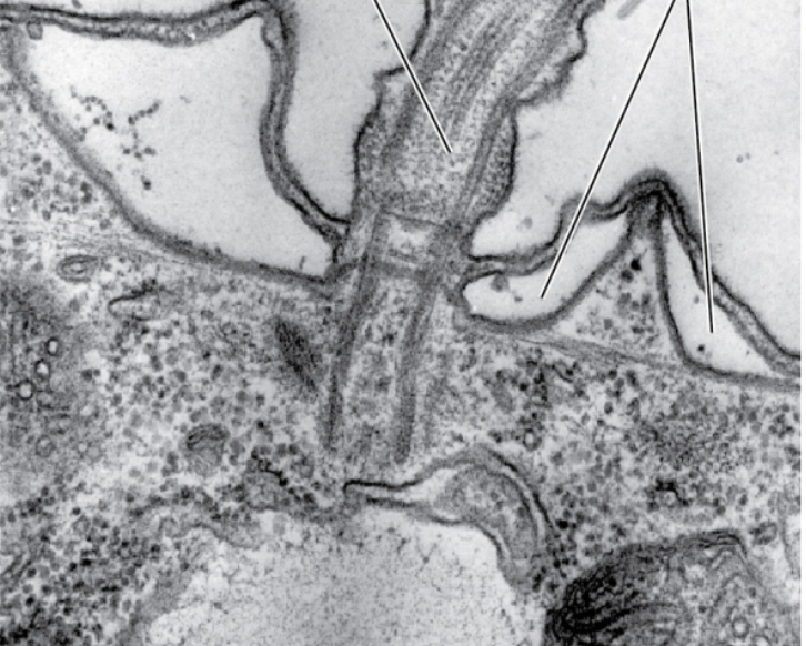 <p>Alveolates</p>