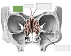 <p>The ethmoid bone: this is the</p>