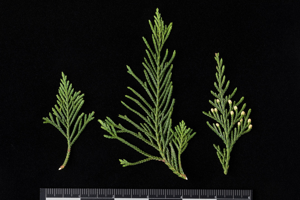 <p>Known as weeping nootka falsecypress; features arching branches that weep and rounded scales.</p>