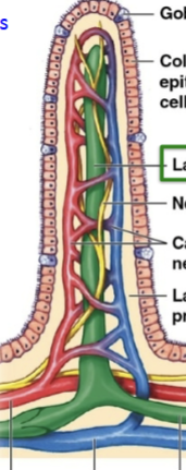 <p>In the small intestine: Carbs/Proteins can be absorbed directly and fed through to the hepatic portal vein. Fats are too large (and not water soluble), so they are broken into small fatty acids + bile (chylomicrons, chyle) and absorbed via lymphatic system into the <strong>lacteal</strong></p>