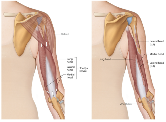 <p>O:</p><p><strong>Long head: </strong>infraglenoid tubercle of scapula</p><p><strong>Lateral head: </strong>Body of humerus, superior to the radial groove</p><p><strong>Medial head: </strong>(deep) body of humerus, inferior to the radial groove</p><p>I: Posterior olecranon process of ulna</p><p>A: </p><p><strong>All heads: </strong>Extension of forearm</p><p><strong>Long head: </strong>extension of arm; adduction of arm</p><p>N: Radial nerve</p>