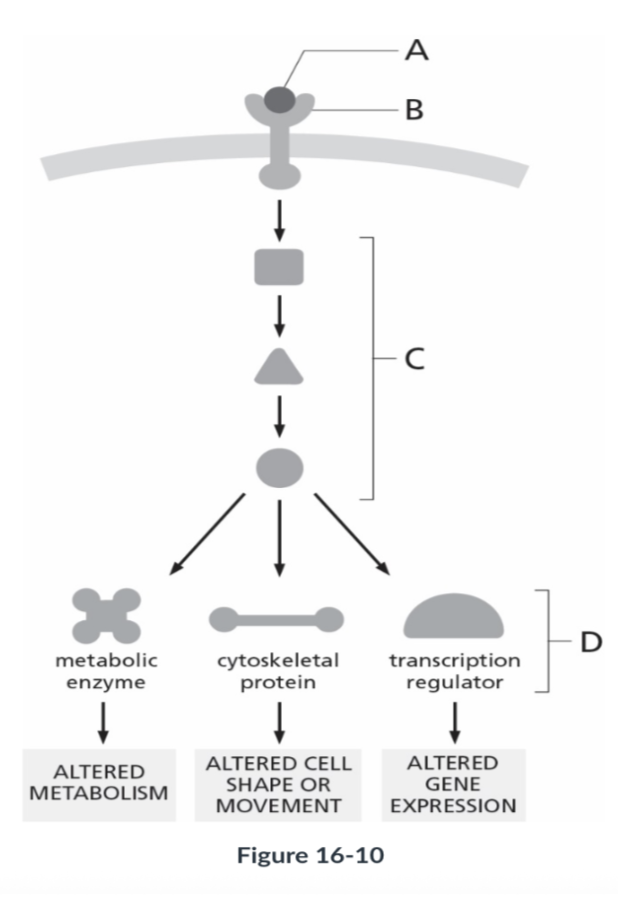 <p><span style="background-color: transparent;"><strong>Referring to figure 16-10. What portion of the signaling pathway is represented by 'B'?</strong></span></p>