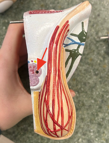 <p>located in each of the corpora cavernosa and supply erectile tissue with blood</p>