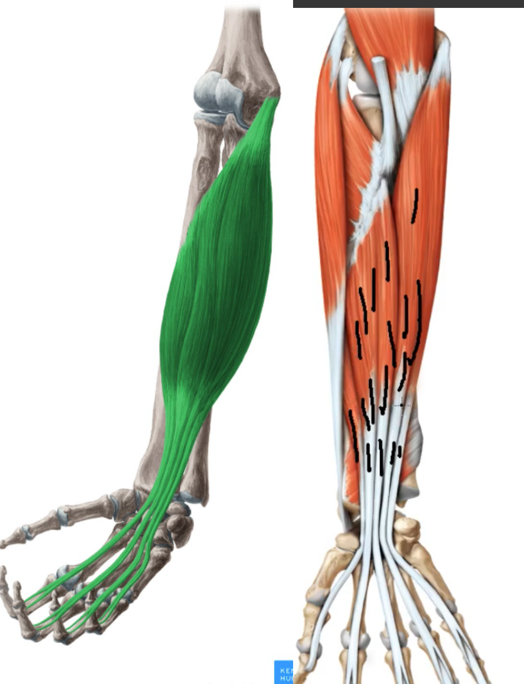 <p>one muscle going to many digits</p>