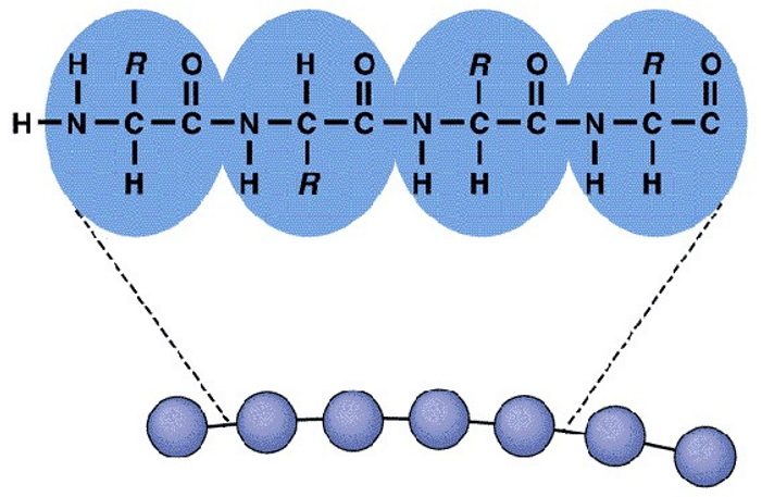 <p>Amino acid sequence</p>