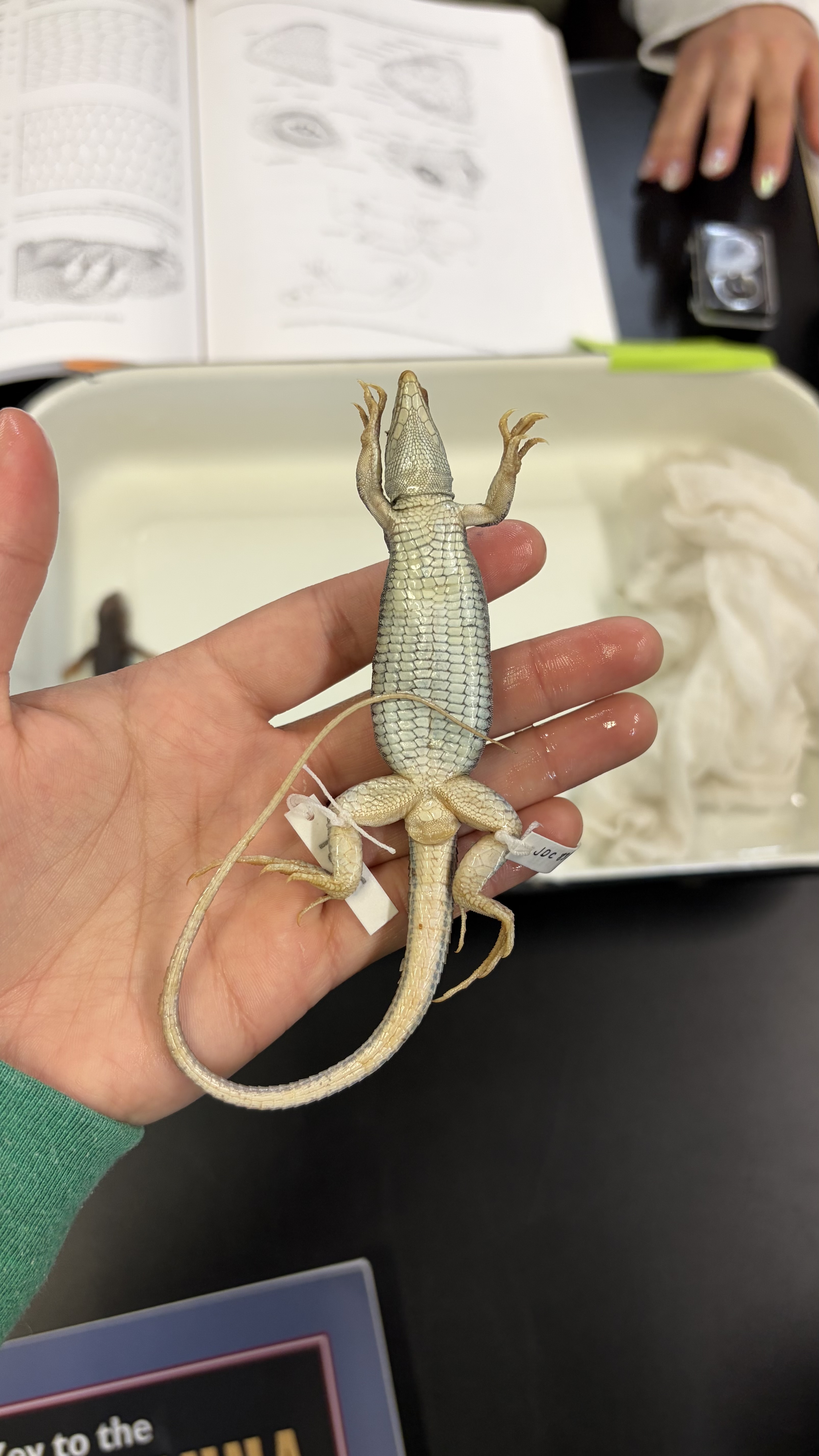 <ul><li><p>Squamata</p><ul><li><p>Scincomorpha</p><ul><li><p>Teiidae</p><ul><li><p><em>Aspidoscelis exsanguis</em></p></li></ul></li></ul></li></ul></li></ul><p></p>