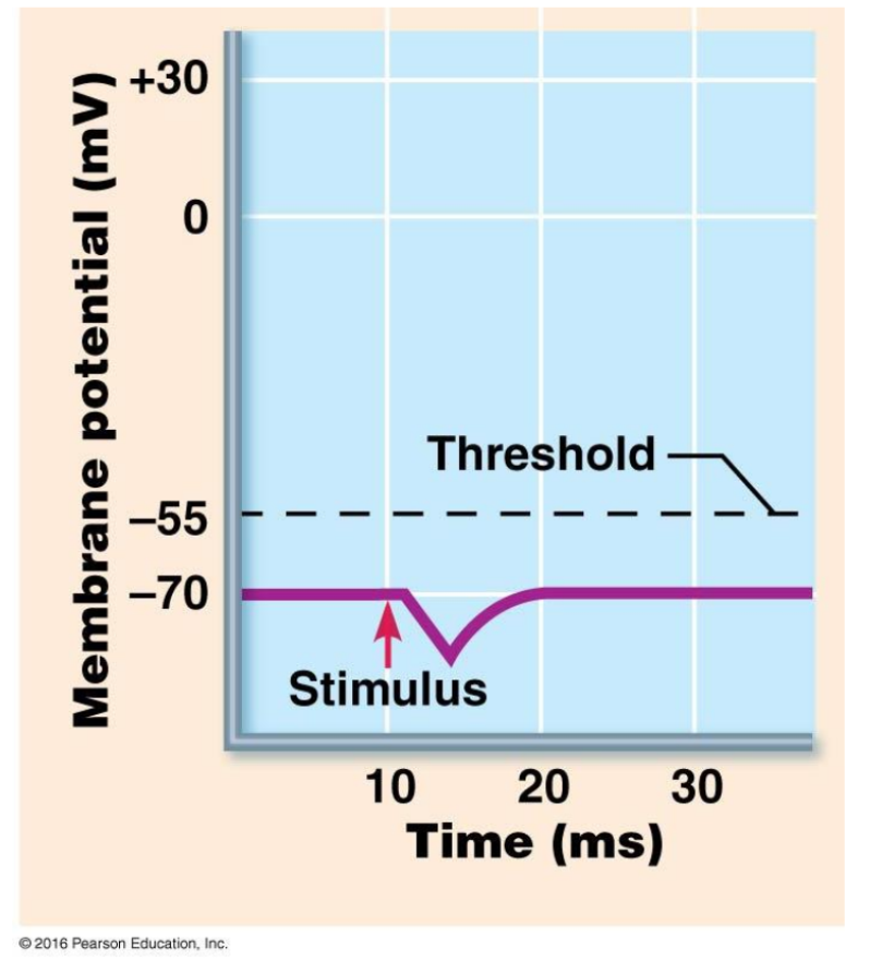 <ul><li><p>A negative voltage change causing postsynaptic cell to be less likely to fire (hyperpolarize)</p><ul><li><p>Result of Cl<sup>-</sup> flowing into the cell or K<sup>+</sup> leaving the cell</p></li></ul></li><li><p>Glycine and GABA are inhibitory neurotransmitters</p></li><li><p>ACh and norepinephrine may excite or inhibit depending upon cell</p></li></ul><p></p>