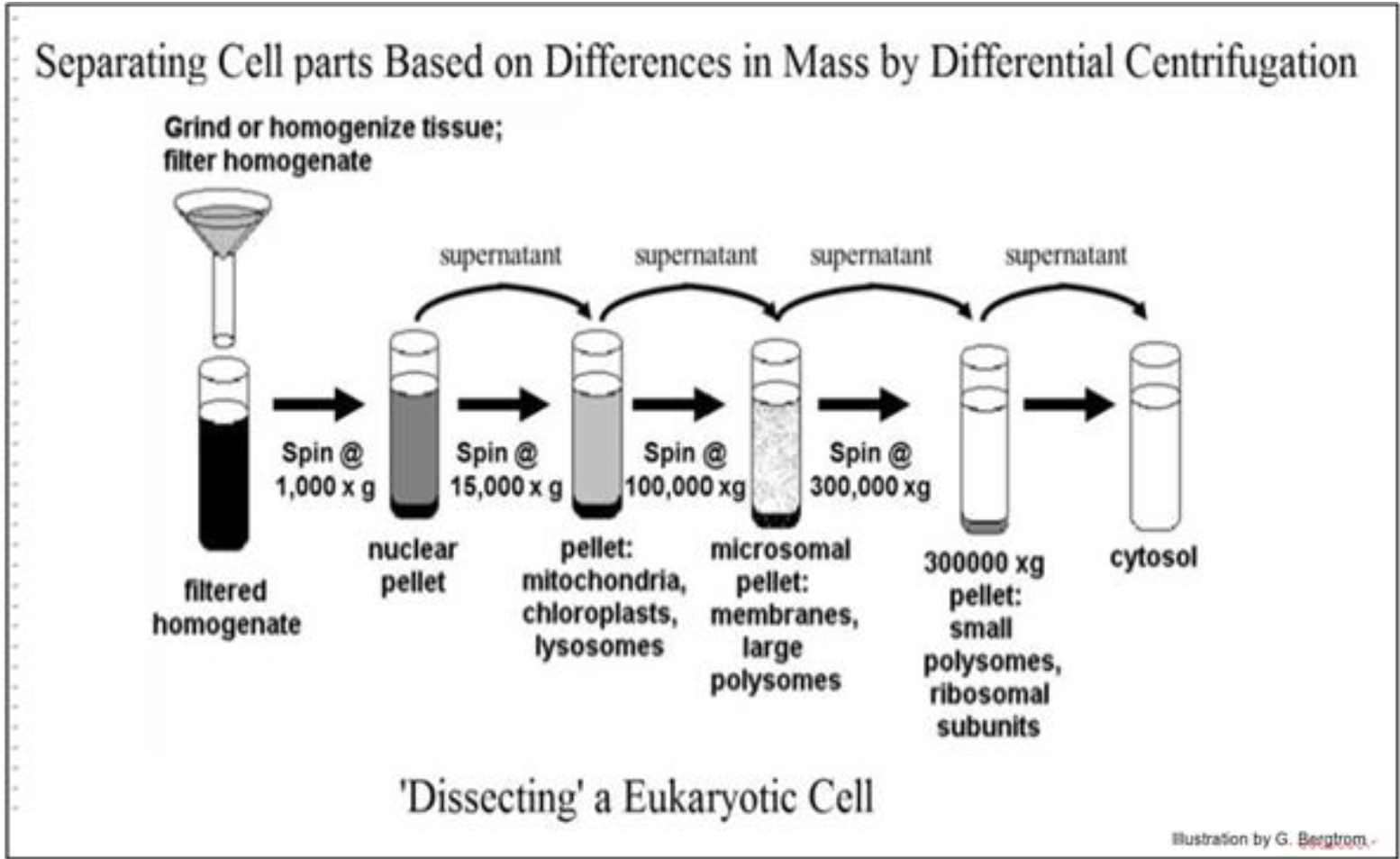 <p>the stepwise separation of cellular components using increasing centrifugation speeds</p>