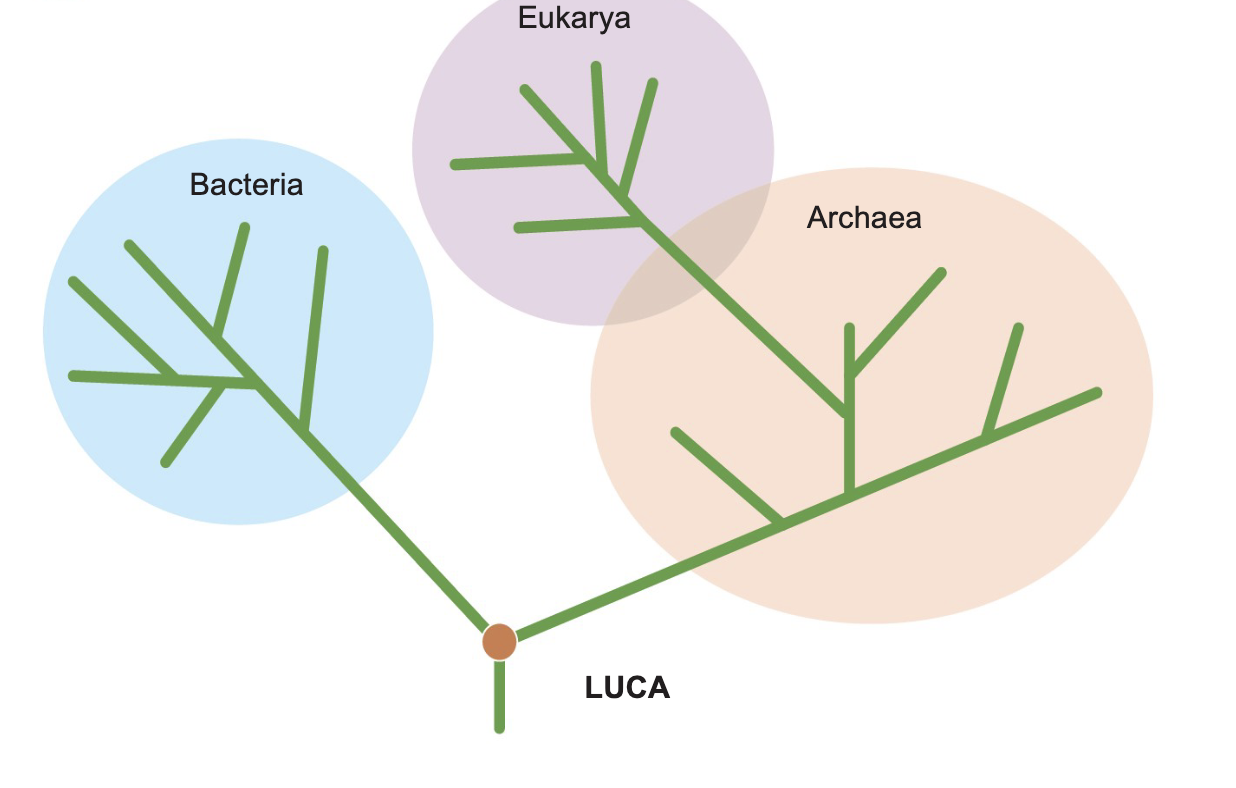<p>Bacteria, archaea, eukarya</p>