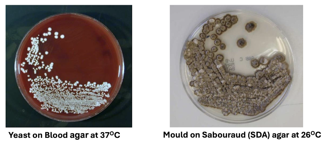<p>Pathogen and name of phenomenon </p>