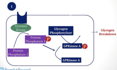 <p>1. Insulin binds to tyrosine kinase receptor</p><p>2. Tyrosine kinase phosphorylates an enzyme called protein phosphatase 1</p><p>3. Protein phosphatase 1 removes phosphate group from GPKinase A</p><p>4. When phosphate is removed from GPKinase A, Glycogen Phosphorylase cannot be activated → Glycogen breakdown</p>