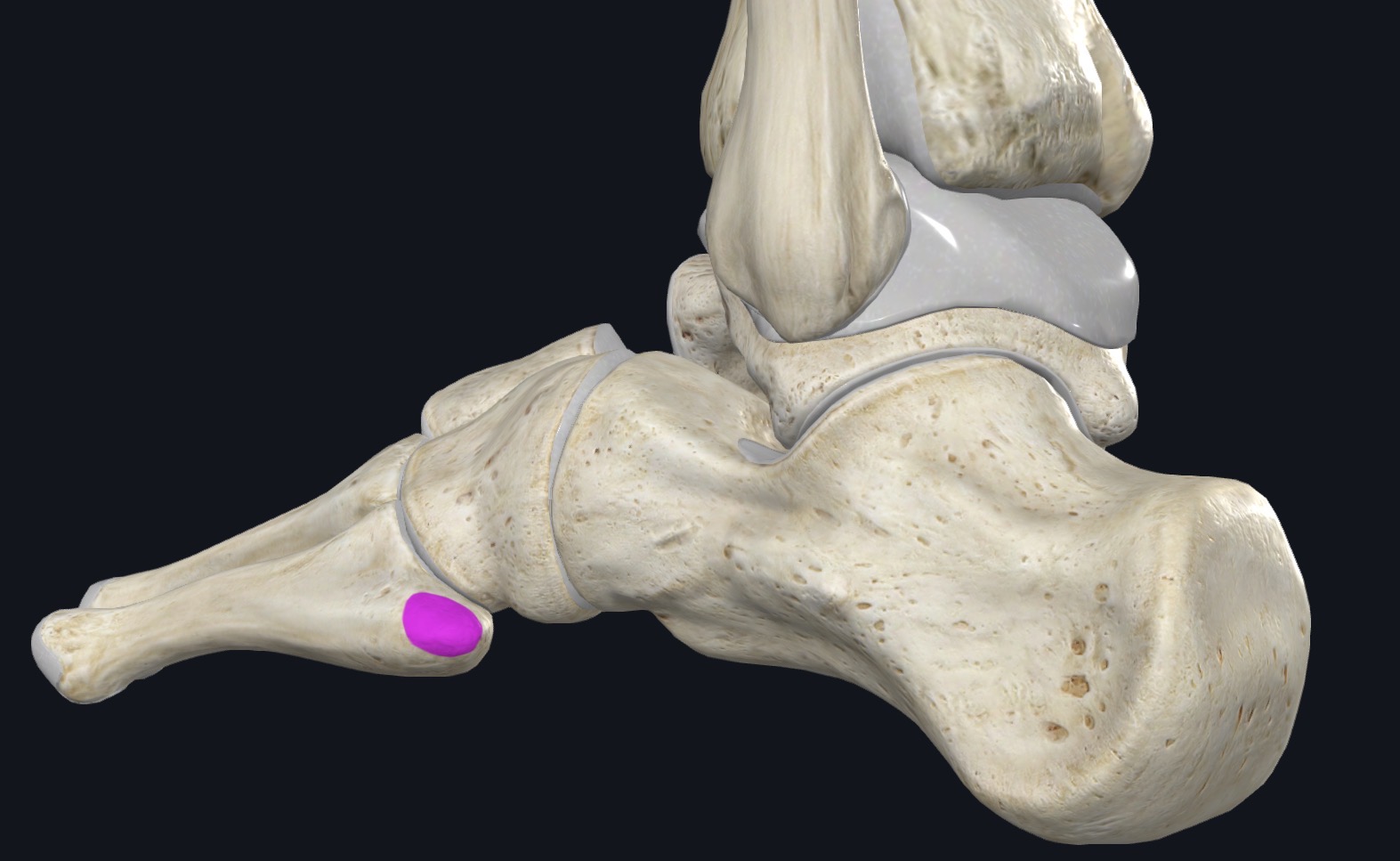 <p>Dorsal surface of tuberosity on lateral side of base of 5th metatarsal</p>