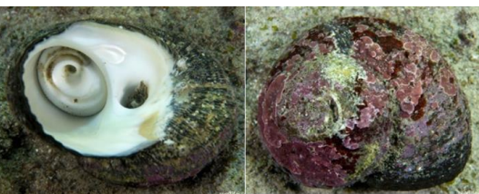 <p>MOLLUSCA Rough Turban Shell</p>