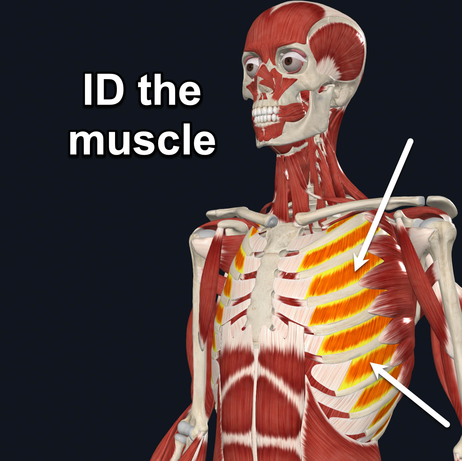 term image