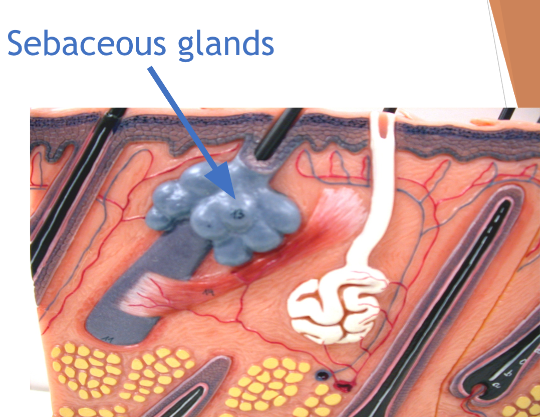 <ul><li><p>Simple alveolar glands found all over the body</p></li><li><p>Soften skin when stimulated by hormones</p></li><li><p>Secrete an oily secretion called sebum</p><ul><li><p>Discharge waxy sebum onto hair shaft when associated with hairs</p></li><li><p>Sebaceous follicles discharge into epidermal surface</p></li></ul></li></ul><p></p>