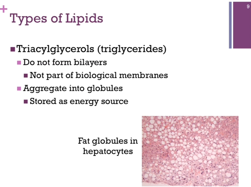 <p>A CLASS of lipids: TRIacyl<strong>glycerols</strong> (triglycerides) (continued). </p><p>Triglycerides DON’T form bilayers!! It has to do with the GEOMETRY of their structure, so they are not part of biological membranes. Triglycerides’ role: to be <strong>stored as an</strong> <strong>energy source</strong>! They AGGREGATE into globules; THAT is illustrated in the electron micrograph of hepatocytes. Those flat fat globules = white portions! Not a healthy liver. Tend to store fat long term as <strong>triglycerides</strong>. (Clarification: Hepatocytes = main cells of the liver. Adipocytes are FAT cells that STORE triglycerides. Hepatocytes store some glycogen, synthesize and break down fats, produce bile, detoxify substances, and regulate many metabolic pathways). THAT’S how it’s stored in our adipocytes. </p>