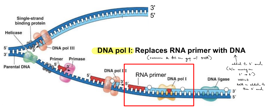 <p>DNA polymerase 1 (DNA pol I) removes RNA primers &amp; fills in the gap w/ DNA</p><ul><li><p>(aka simultaneously removes the primer from the 5’ end of newly synthesized strand &amp; replaces it w/ DNA)</p></li></ul><div data-type="horizontalRule"><hr></div><p>(<strong><u>DNA pol binds</u></strong> at the <strong><u>3’ end of the RNA primer</u></strong> &amp; moves in the direction of 5’ → 3’)</p>