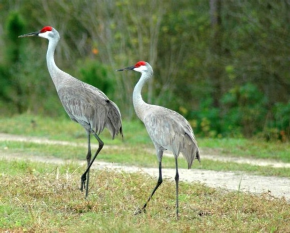 <p>Species, family, order?</p>