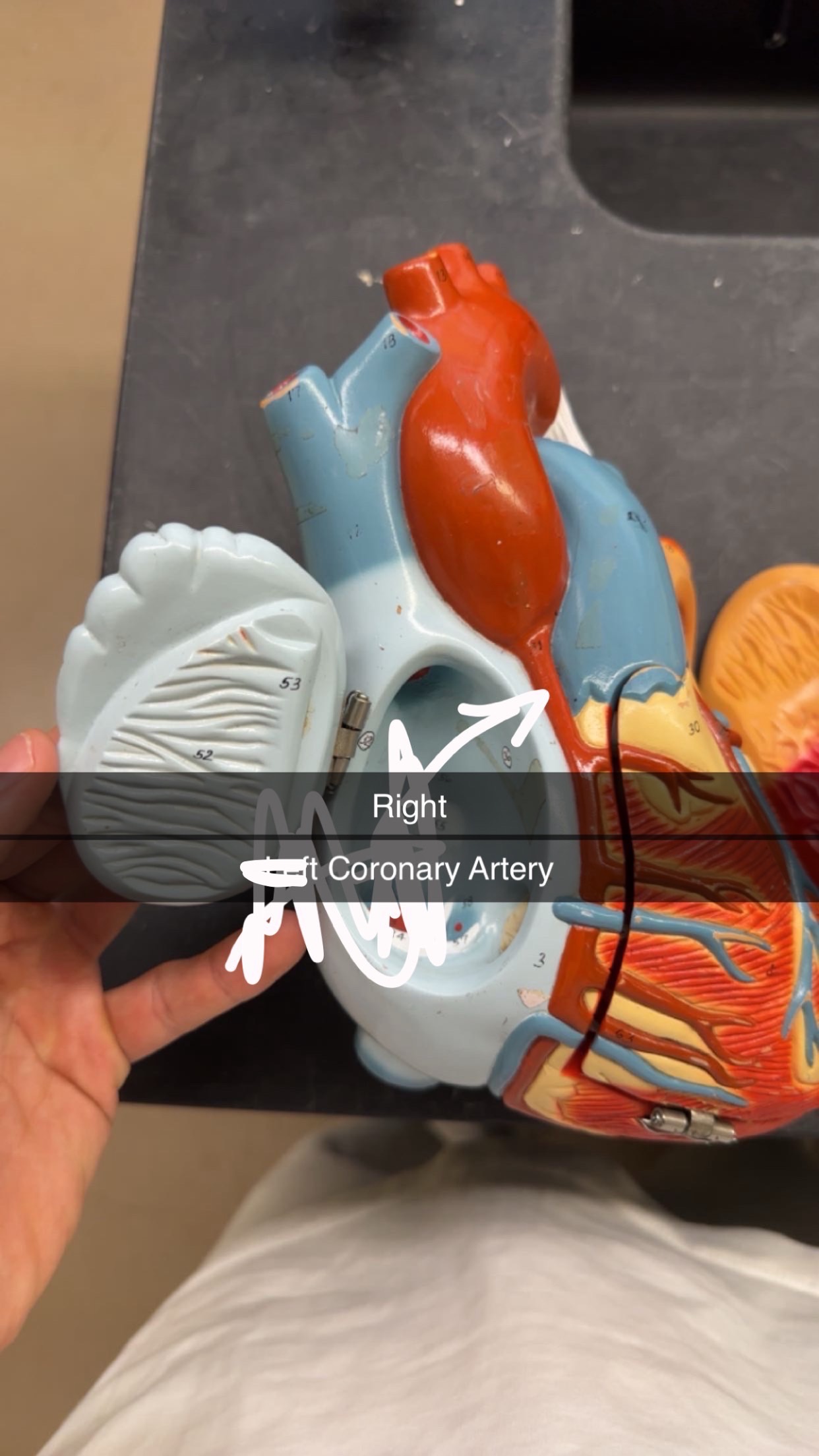 knowt flashcard image