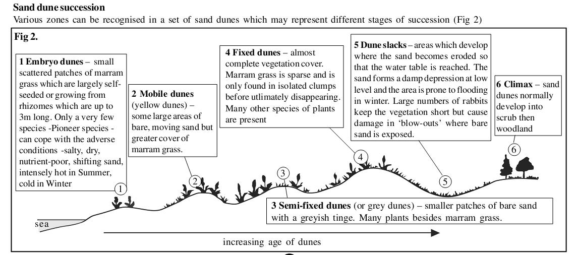 <ul><li><p>This is the climatic climax where there is a vegetation succession.</p></li><li><p>In the UK this would be woodland whereas in Brazil it may be a rainforest.</p></li><li><p>Here the ecosystem is fully developed and stable so an environmental equilibrium is achieved and will not change dramatically as the equilibrium will counteract the change</p></li><li><p>Eg: psammoseres are a succession of sand dunes leading to a woodland</p></li><li><p>Carbon is in soil humus and there is the highest primary productivity of carbon at the woodland as the plants compete for light and get taller. </p></li></ul><p>picture shows psammosere environment</p>