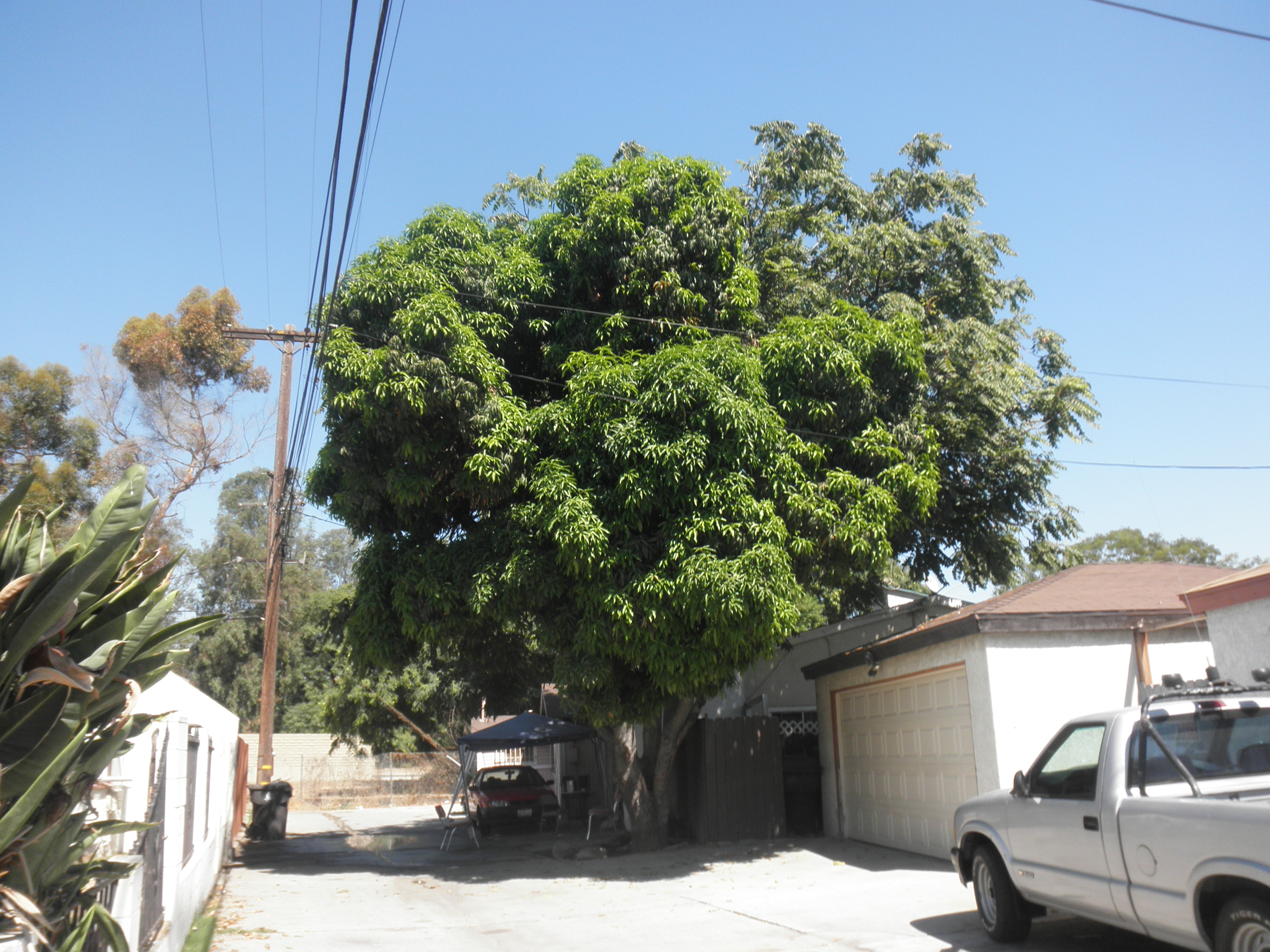 <p>Mangifera indica - Mango</p>