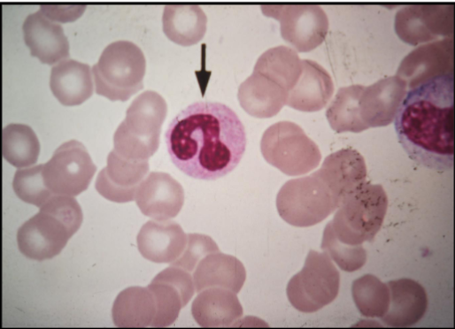 <p>What is this cell?</p>