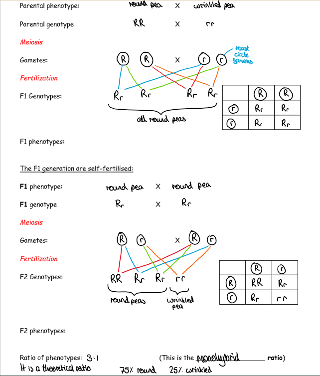 <p>ratio of phenotypes of F2 generation in a monohybrid cross: 3:1</p>