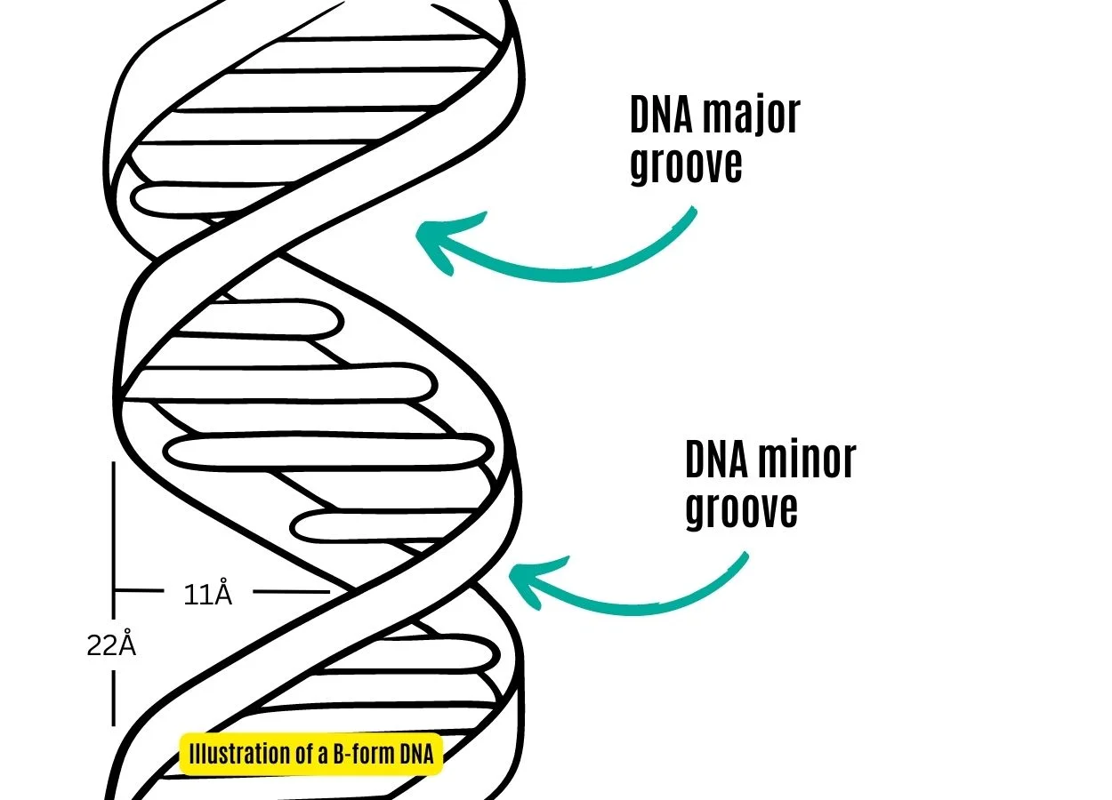 <p>how long it takes to make one helical revolution; 10 base pairs</p><p>distance between two adjacent nucleotides</p>