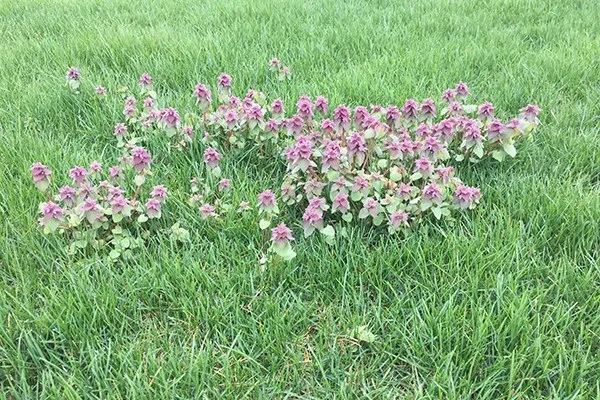 <p>A non-stinging member of the nettle family with square stems, opposite leaves, and purple/magenta hooded flowers.</p>