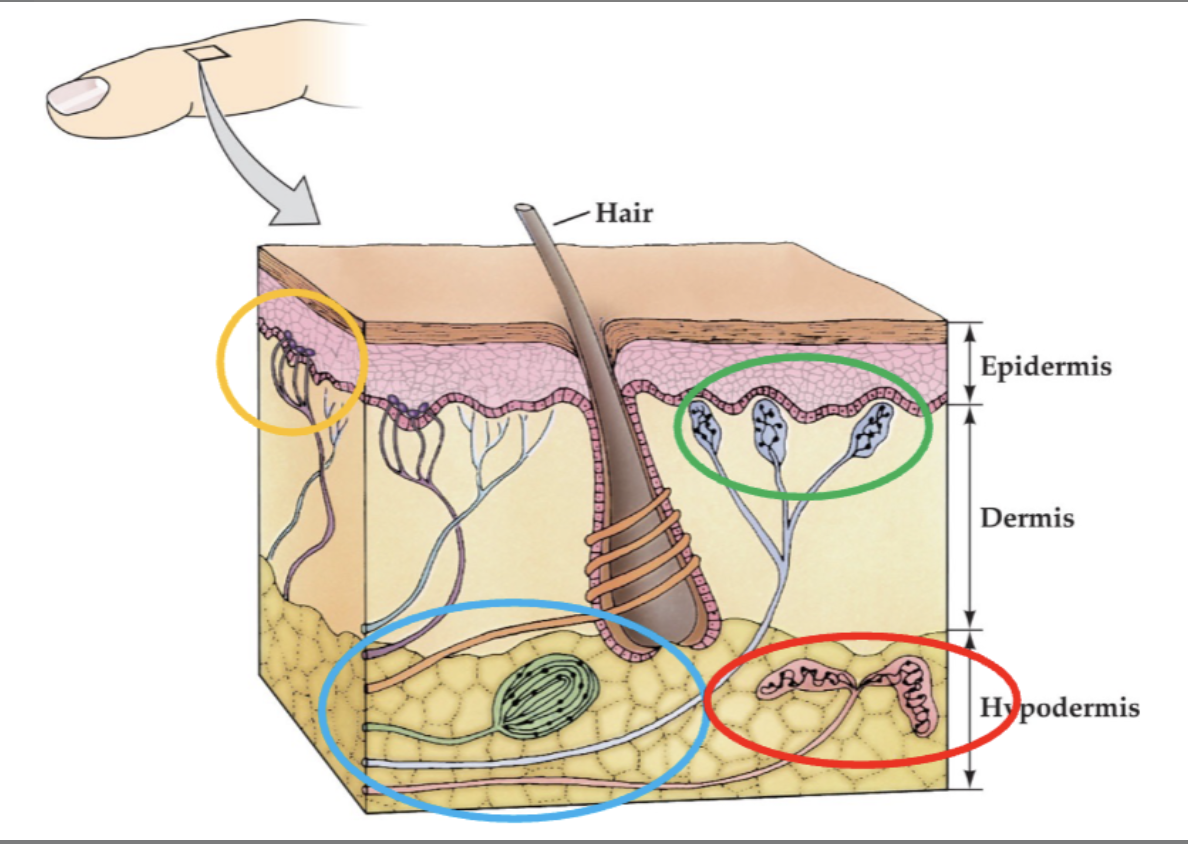 <p>Skin - Variety of Receptors for Touch</p><p></p><p><mark data-color="#dbea3d" style="background-color: rgb(219, 234, 61); color: inherit;">Merkel disks </mark>- fine texture, ____</p><p><mark data-color="#27b214" style="background-color: rgb(39, 178, 20); color: inherit;">_____ corpuscle</mark> - fine mechanical sensitivity</p><p></p><p>Deep subcutaneous tissues:</p><p><mark data-color="blue" style="background-color: blue; color: inherit;">Pacinian corpuscle</mark> - ____; sensitive to ____</p><p><mark data-color="red" style="background-color: red; color: inherit;">Ruffini’s ending</mark> - detect ____ of skin when we move fingers or limbs</p><p></p>