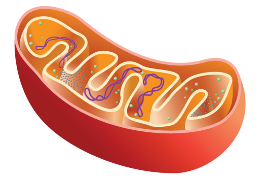 <p><strong>Mitochondria</strong></p>