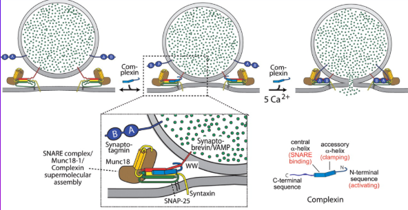 <p>is a Rise in Intracellular Ca2+ Ion Concentration</p>