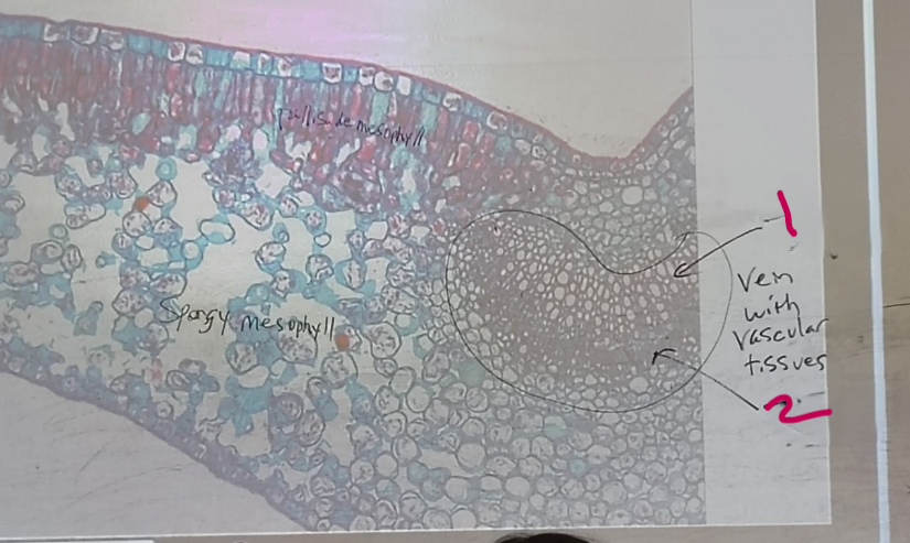 <ol><li><p>Name 1</p></li><li><p>Name 2</p></li></ol><p></p>