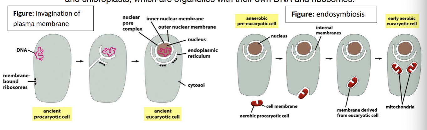 <p>1- <strong>The invagination of the plasma membrane</strong>: an ancient prokaryotic cell with DNA and membrane bound ribosomes formed intracellular membranes through inavgination of the external membrane </p><p></p><p>2- <strong>Endosymbiosis: </strong>an anaerobic eukaryotic cell comes in contact with an aerobic prokaryotic cell. thus through the invagination the aerobic prokaryotic cell is incorporated into the eukaryotic cell. this may have been the origin of mitochondria and chloroplasts which are organelles with their own DNA and ribosomes. </p>