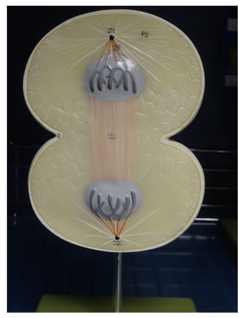 <p>Name the phase of mitosis</p>
