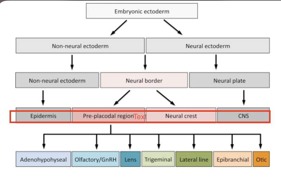 <p>4</p><ul><li><p>ectodermal ectoderm</p></li><li><p>CNS</p></li><li><p>neural crest cells</p></li><li><p>cranial plates</p></li></ul><p></p>