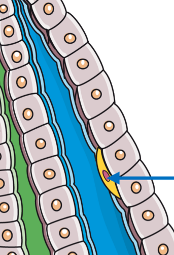 <p>Name the resident macrophages that line the liver sinusoids. </p>