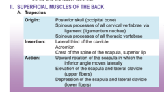 <p>trapezion= irregular quadrilateral</p><p>*do not need to know this latin term*</p>