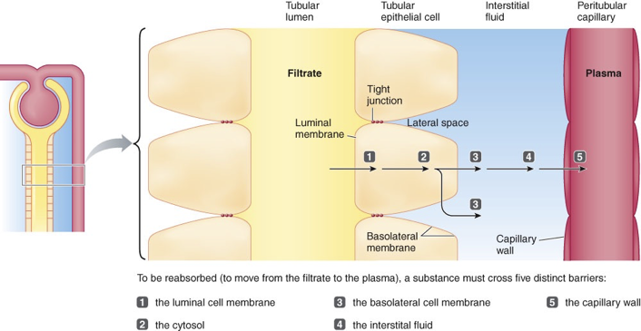 <p>tubular fluid (start) → luminal membrane → cytosol of the epithelial cell → basolateral membrane → interstitial fluid → capillary wall → blood plasma (end)</p>