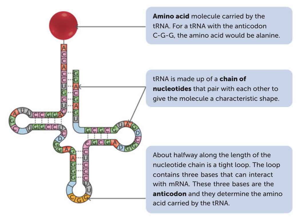 <p>Translation is the production of a protein using the information that is coded in the mRNA molecule. In the cytosol, a ribosome attaches to one end of the mRNA molecule at a particular sequence of bases (adenine, uracil, guanine) called the start codon. This ensures that the ribosome attaches to the correct end of the mRNA</p>