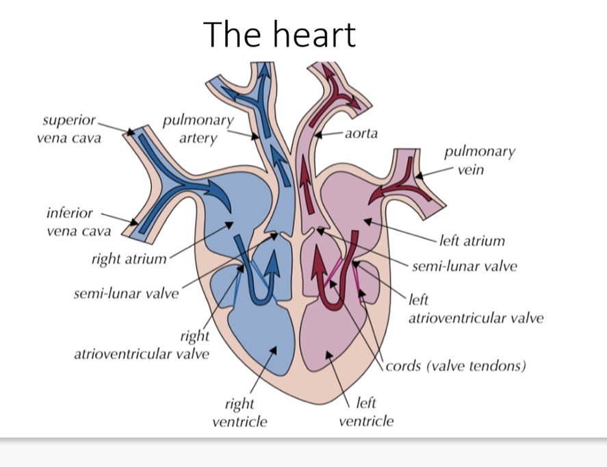 <p><strong>The heart</strong></p><p>1) The left ventricle of the heart has thicker, more …1? walls than the right ventricle, because it needs to …2?powerfully to pump blood all the way around the …3?.The right side only needs to get blood to the …4?, which are nearby( to make blood oxygenated) and so have thinner,less muscular walls.</p><p>2) The ventricles have thicker walls than the atria, because they have to push blood out of the …5? whereas the atria just need to push blood a short distance into the …6?.</p><p>3) The atrioventricular (AV) valves link the atria to the …7? and stop blood flowing …8? into the atria when the ventricles contract.</p><p>4) The semi-lunar (SL) valves link the ventricles to the …9? artery and …10?, and stop blood flowing back into the …11? after the ventricles contract.</p><p>5) The cords …12? the atrioventricular valves to the ventricles to stop them being forced up into the …13? when the ventricles …14?</p><p></p><p>•The valves only open …15? way - whether they're open or closed depends on the relative pressure of the heart chambers. If there's higher pressure behind a valve, it's forced …16?, but if pressure is higher in front of the valve it's forced …17?. This means blood only flows in …18? direction through the heart</p>