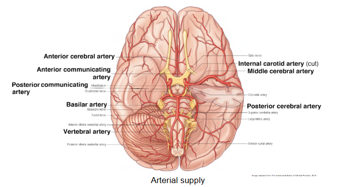 <p>cerebral arteries (A, M and P), internal carotid arteries, vertebral  artery, communicating arteries  </p>